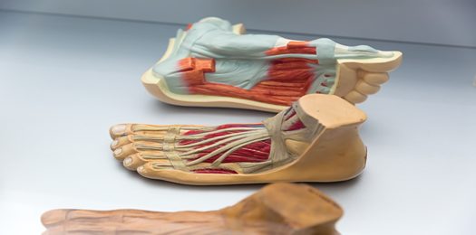 anatomy-of-human-foot-structure-education-concept-